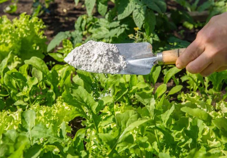 5 usos geniales de la tierra de diatomeas en el jardín