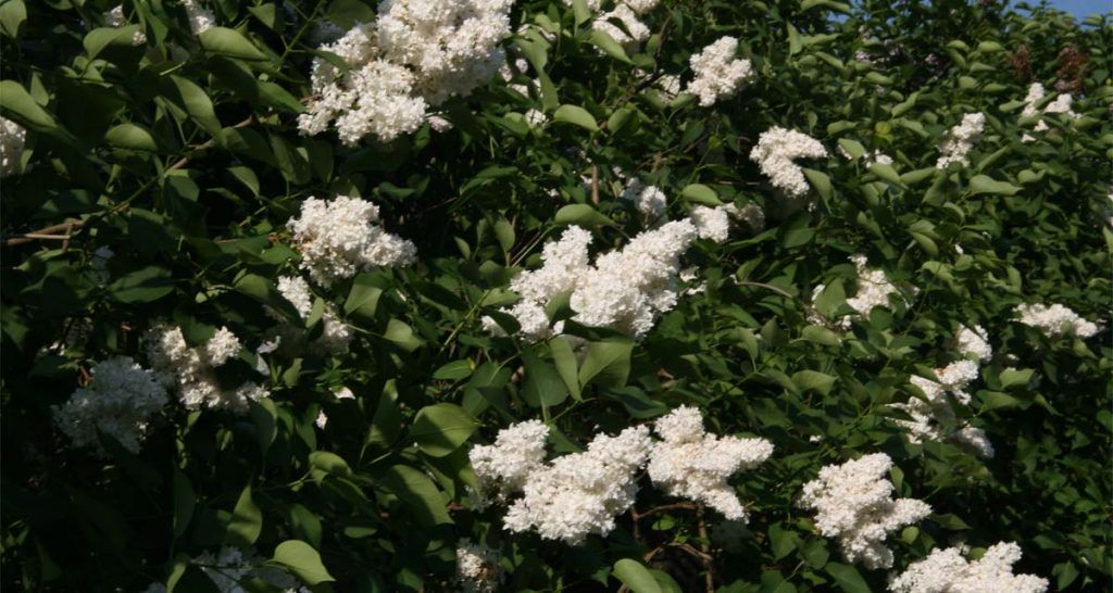 Shrub with white flowers common lilac