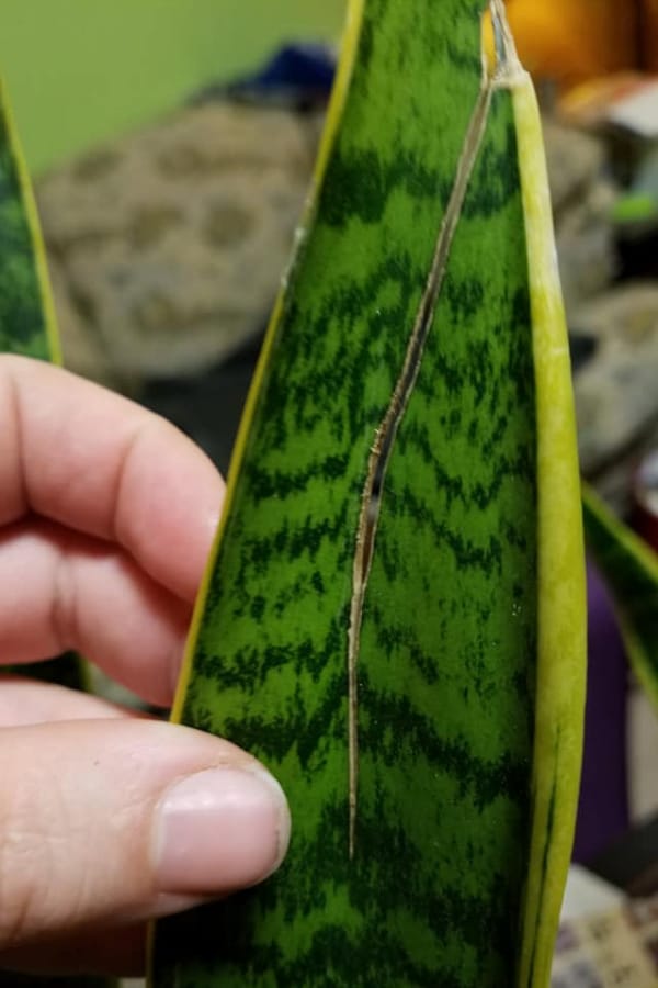 Snake plant leaves split or crack 