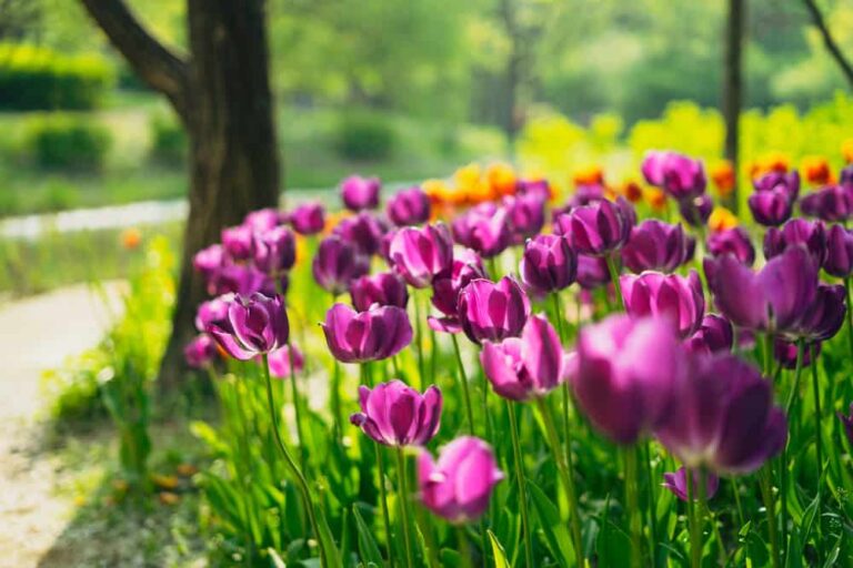 7 Tips for Starting a Spring Garden That Won't Break the Bank - ISPUZZLE