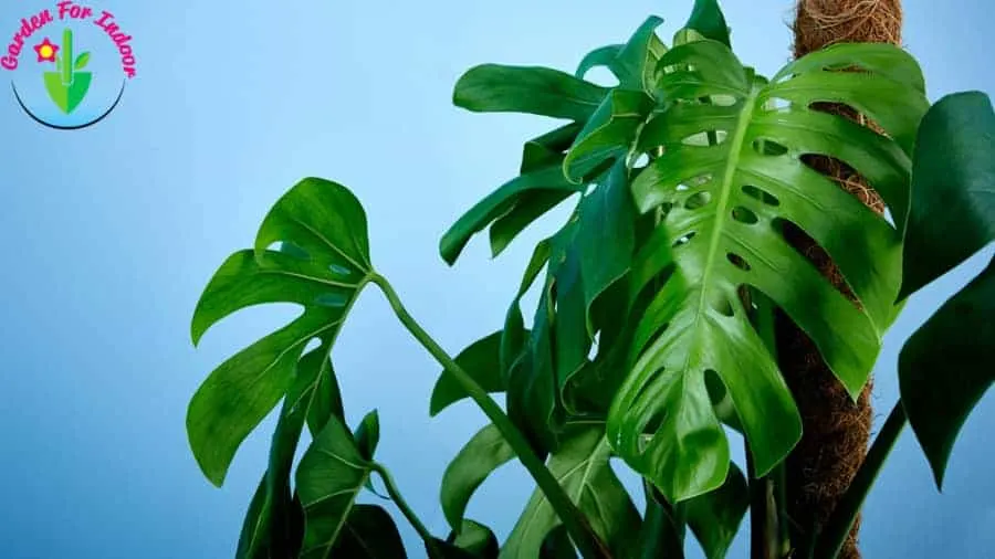 9 reasons why Monstera is so popular?  –ISBUZZLE