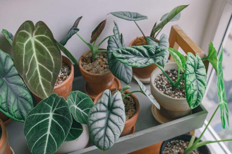 Alocasia silver dragon