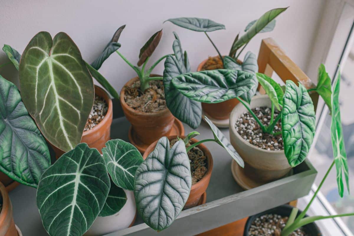 Alocasia Silver Dragon