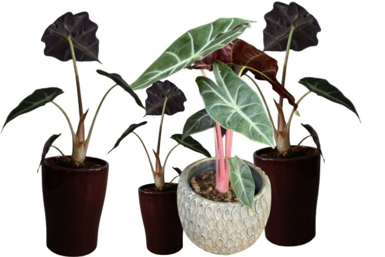 Alocasia pink dragon