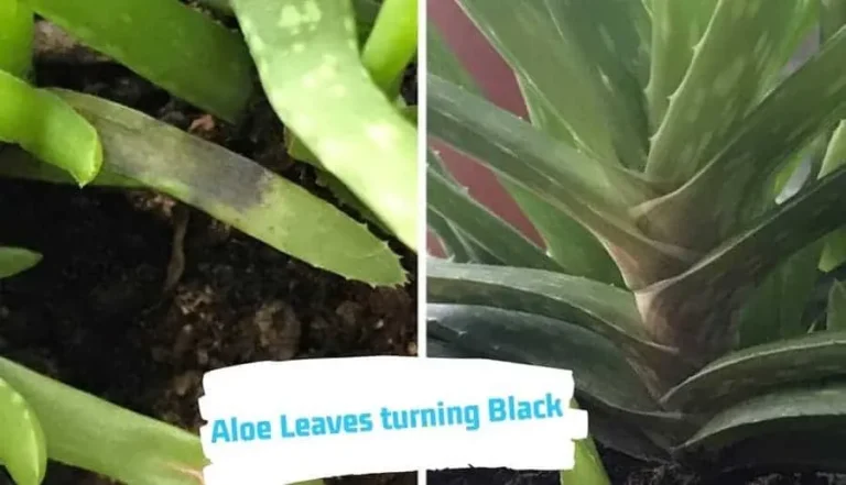 Aloe Leaves Turn Black (7 Causes and How to Fix It) - ISPUZZLE