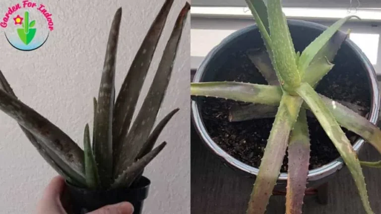 Aloe Leaves Turn Purple (5 Causes and How to Fix It)