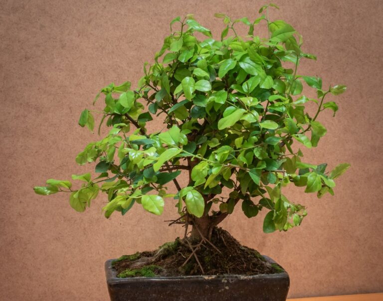 Bonsai sageretia