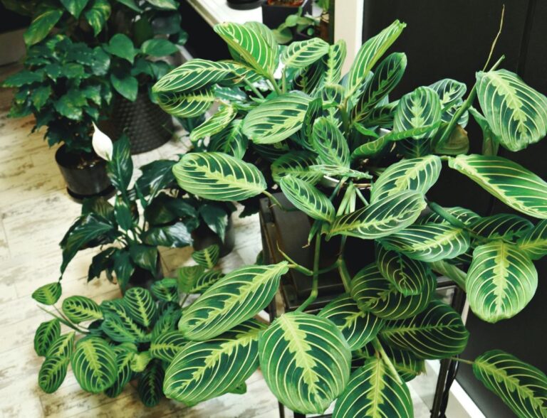 Calathea Freddie