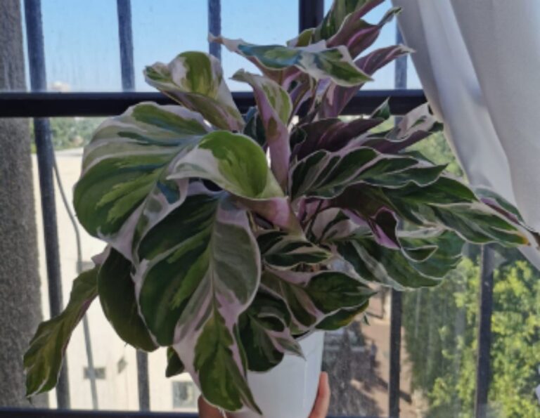 Calathea white fusion