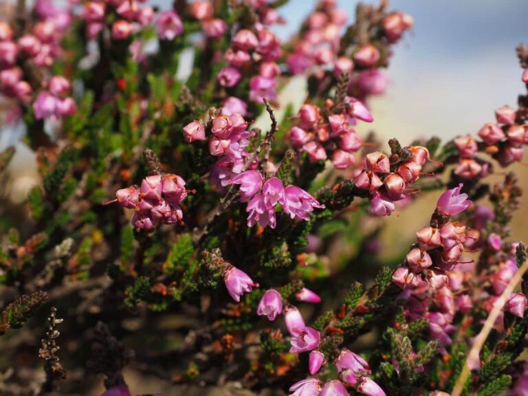 Calluna vulgaris