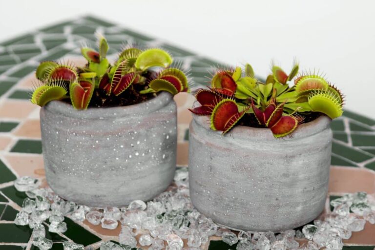 Cuidados de la Dionaea musc&iacute;pula o Venus atrapamoscas