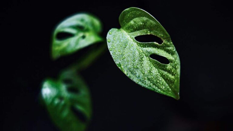Diferencias entre la Monstera adansonii y la obliqua