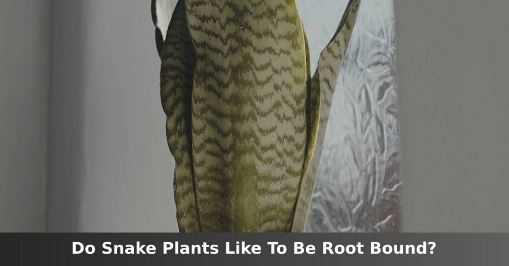 Do Snake Plants Like To Be Rootbound? [Only a Little] –ISBUZZLE
