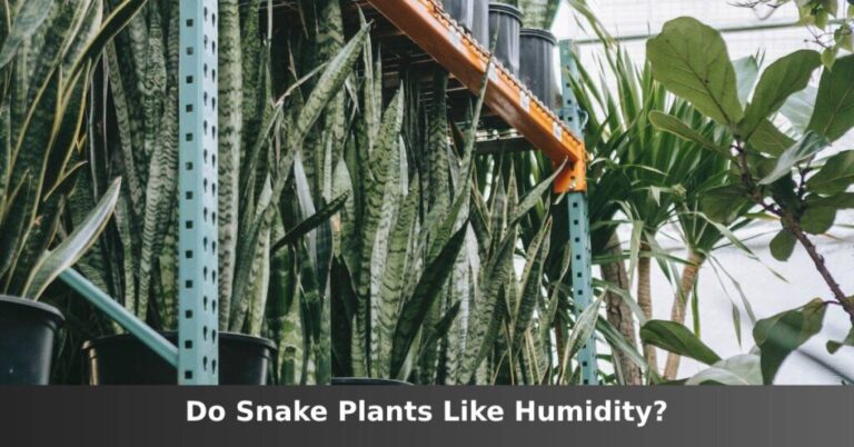 Do Snake Plants Love Moisture? [Yes And How To Provide] –ISBUZZLE