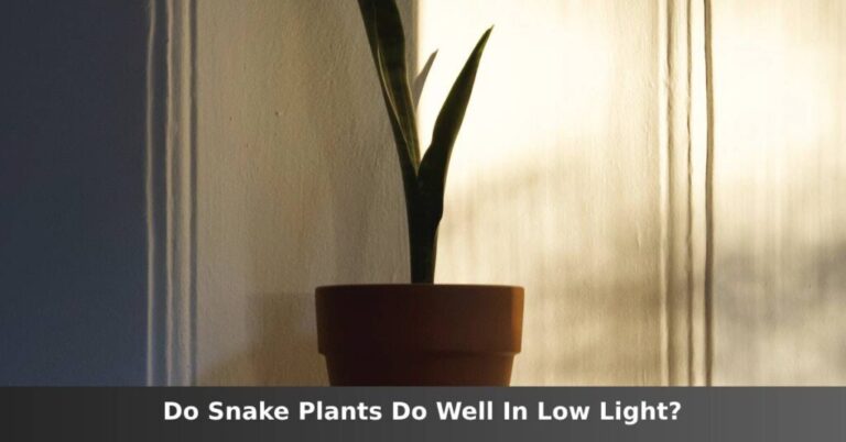 Do snake plants do well in low light? [Yes, But It’s Not Ideal] –ISBUZZLE