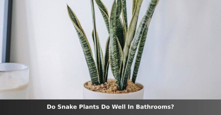 Do snake plants work well in bathrooms? [3 Things You Need] –ISBUZZLE