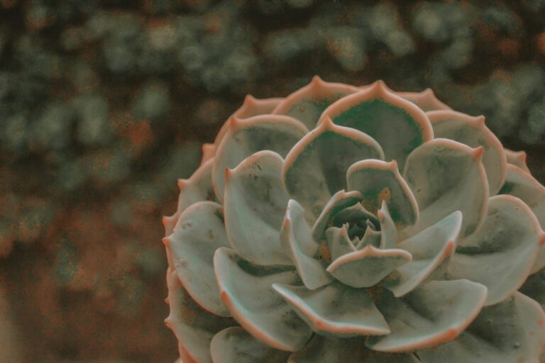 Echeveria lilacina