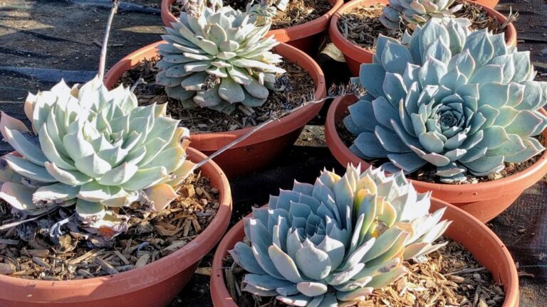echeveria peacockii