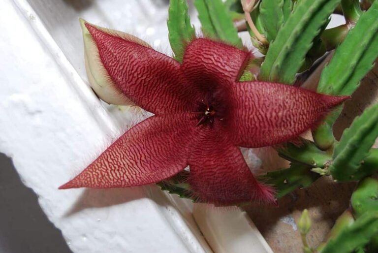 Cactus colgantes con flores