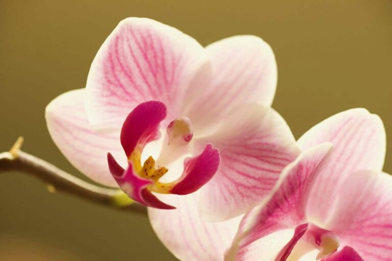 Plantas de interior con flor resistentes
