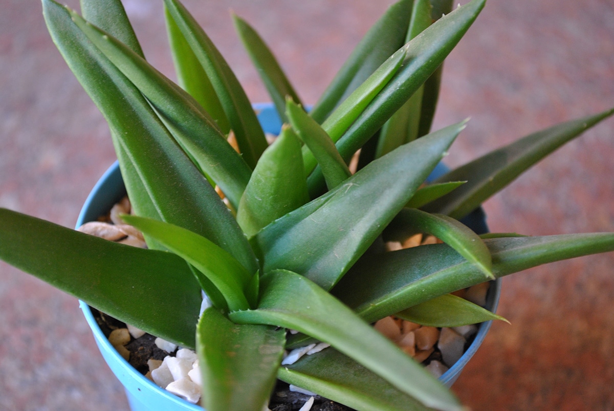 Haworthia pentagona is a succulent plant native to South Africa.