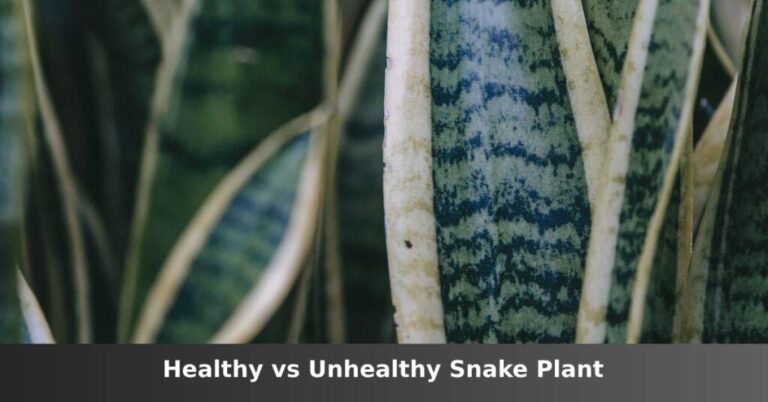 Healthy vs Unhealthy Snake Plant [Signs of Both] –ISBUZZLE
