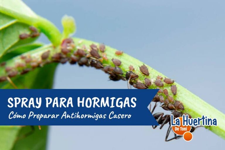 spray para hormigas casero