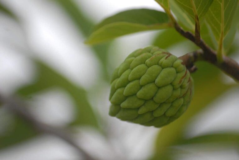 How do you care for a potted custard apple tree?