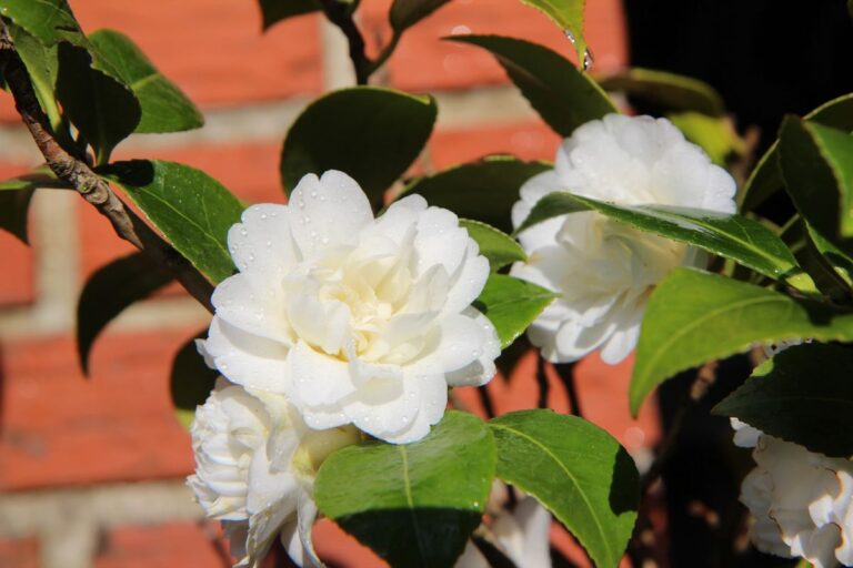 C&oacute;mo cuidar las camelias blancas