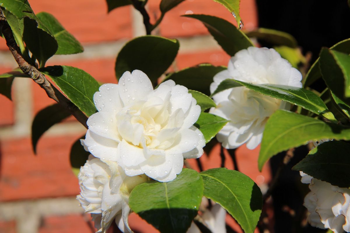 How to Care for White Camellias