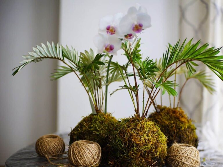 C&oacute;mo hacer kokedamas de orqu&iacute;deas