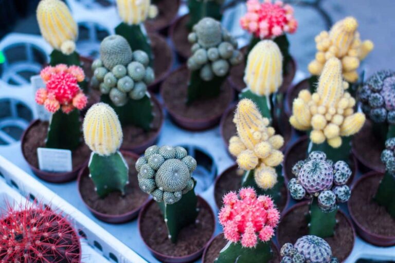C&oacute;mo cuidar un cactus mini