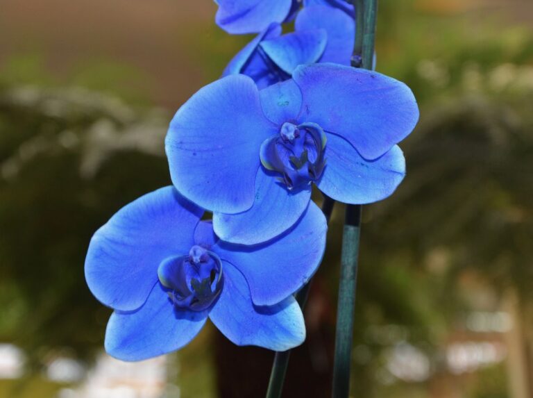 C&oacute;mo conseguir una orqu&iacute;dea azul en casa