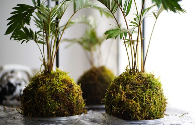 C&oacute;mo hacer un kokedama con fibra de coco