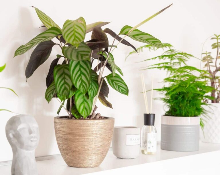 How to recover a calathea with dead leaves?