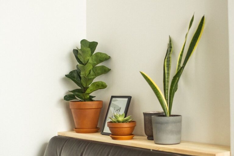 C&oacute;mo recuperar una sansevieria con exceso de agua