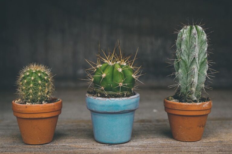C&oacute;mo reproducir un cactus