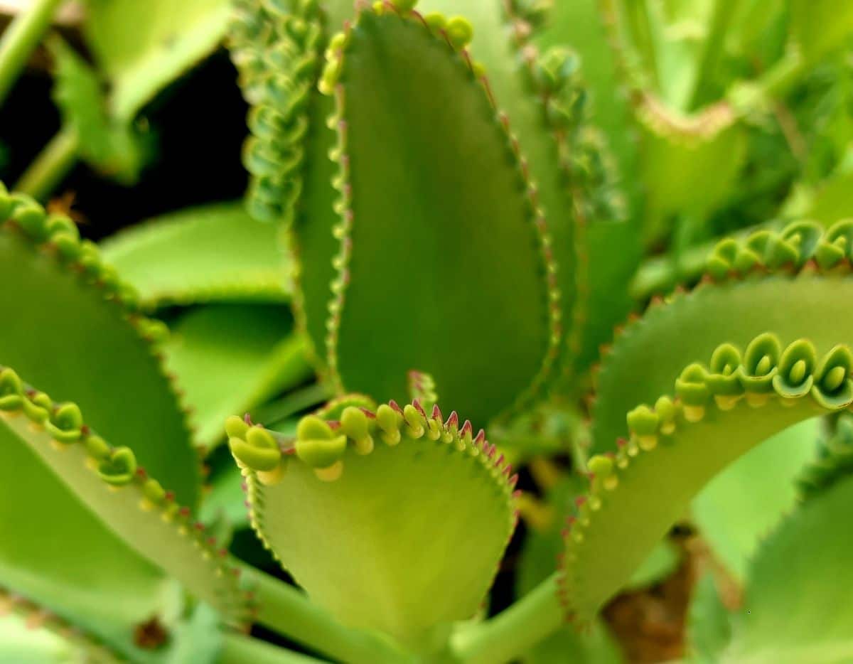 How to save a kalanchoe with soft leaves