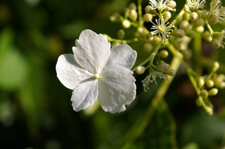 Hydrangea petiolaris (hortensia trepadora)