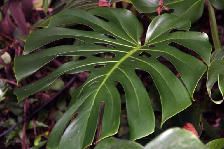 Plantas de interior grandes y resistentes