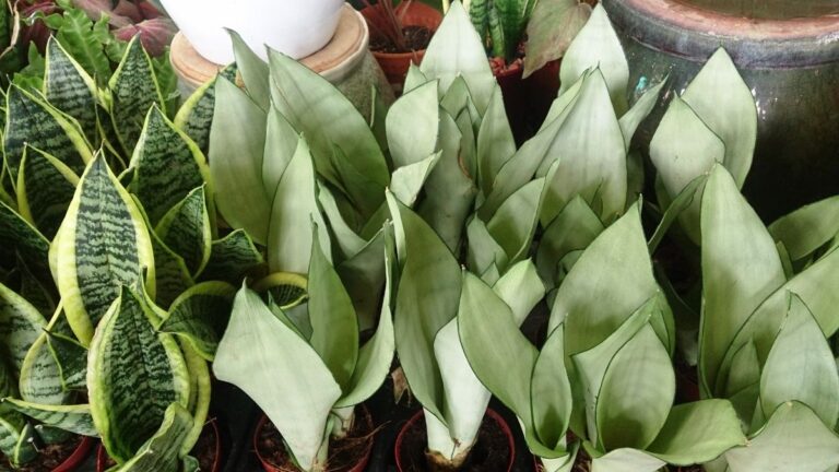 Sansevieria moonshine