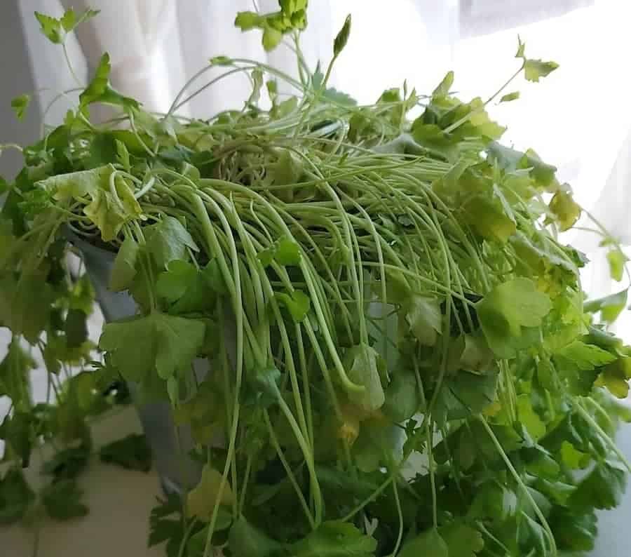 Indoor parsley leaves turn yellow and red