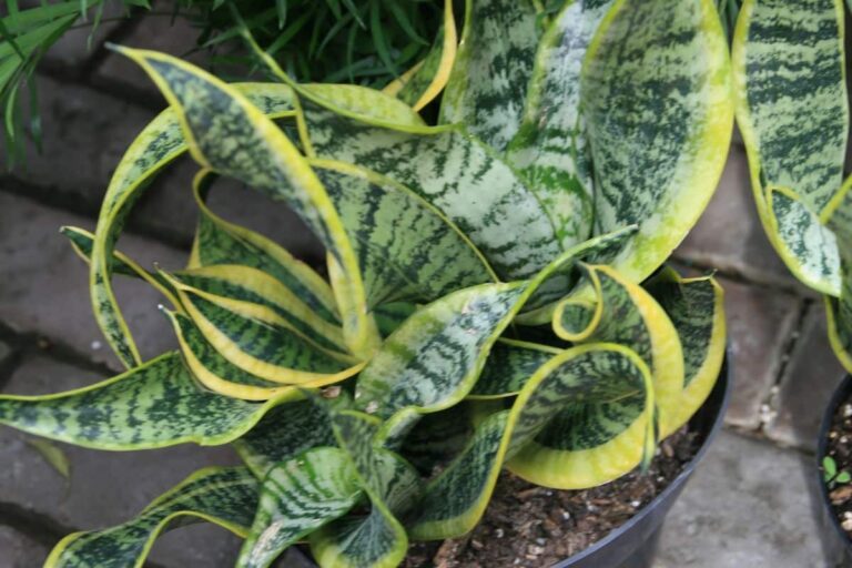 Plantas que absorben humedad ba&ntilde;o