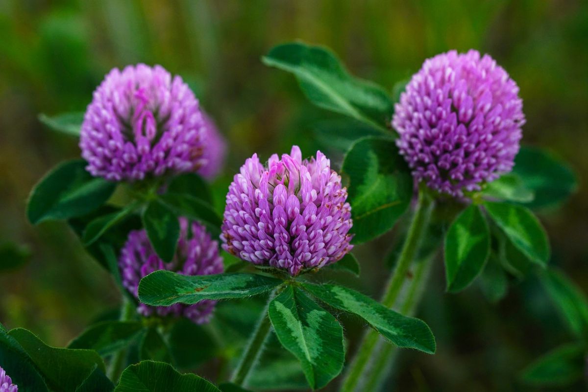 purple wild flowers