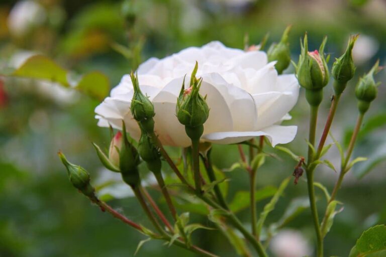 Rosa Iceberg