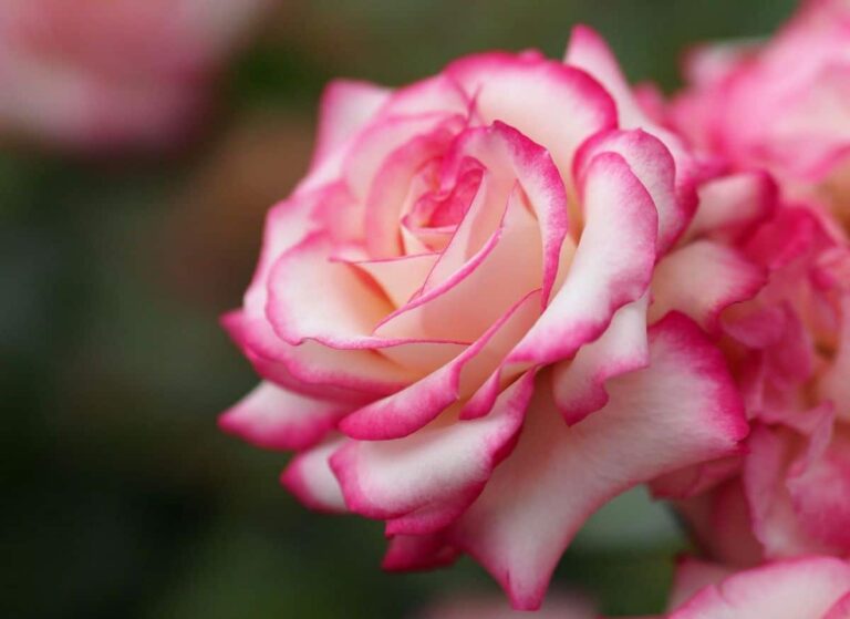 Rosa La Minuette