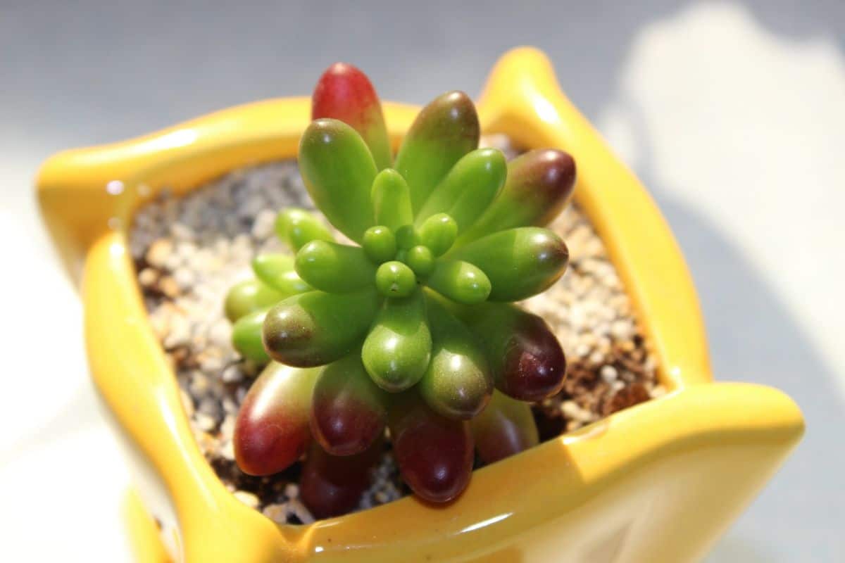 Sedum lucidum