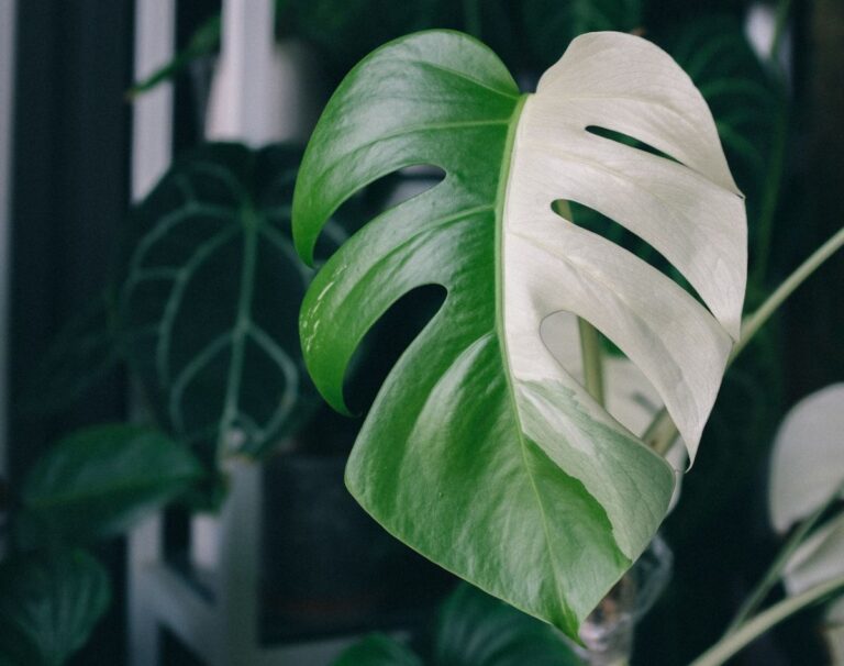 Monstera thai constellation