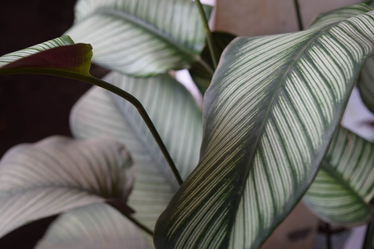 Plants that grow in the dark