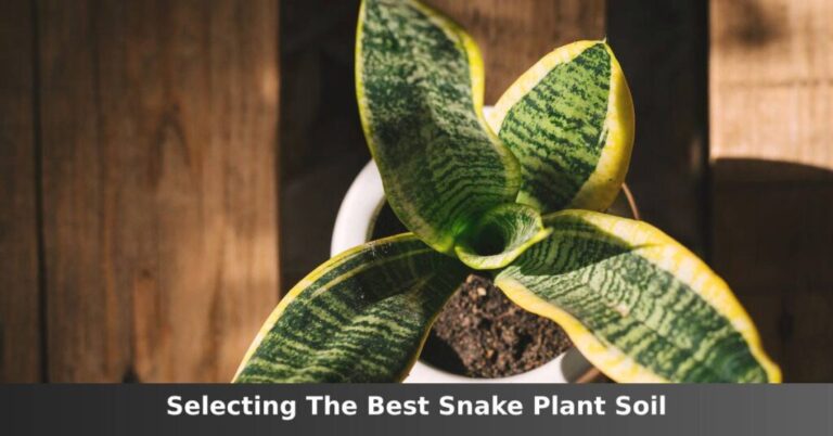 The best soil for planting snakes [What You Need And Top Choices] –ISBUZZLE
